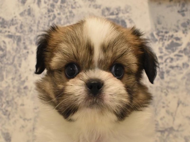 静岡県のハーフ犬 (ペッツワン沼津店/2024年2月11日生まれ/男の子/ホワイトゴールド)の子犬